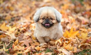 白髪が目立つ原因とは何か？