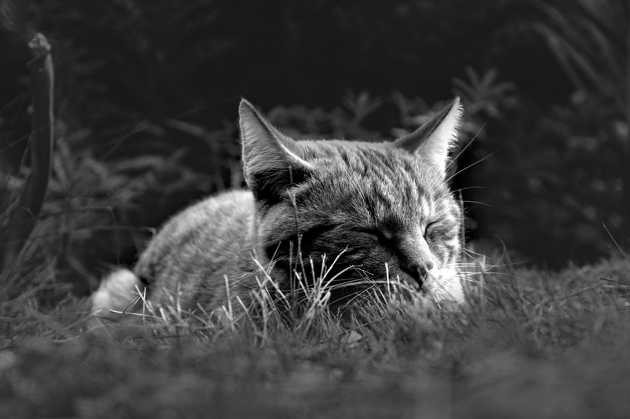 白髪と睡眠の関係は改善できるのか？