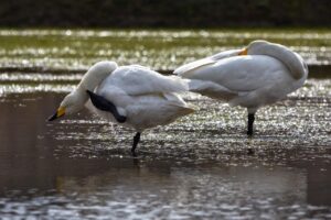 白髪染めによる痒みの対処法は？