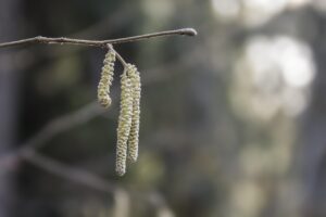 白髪染めによるアレルギーの対策方法は？