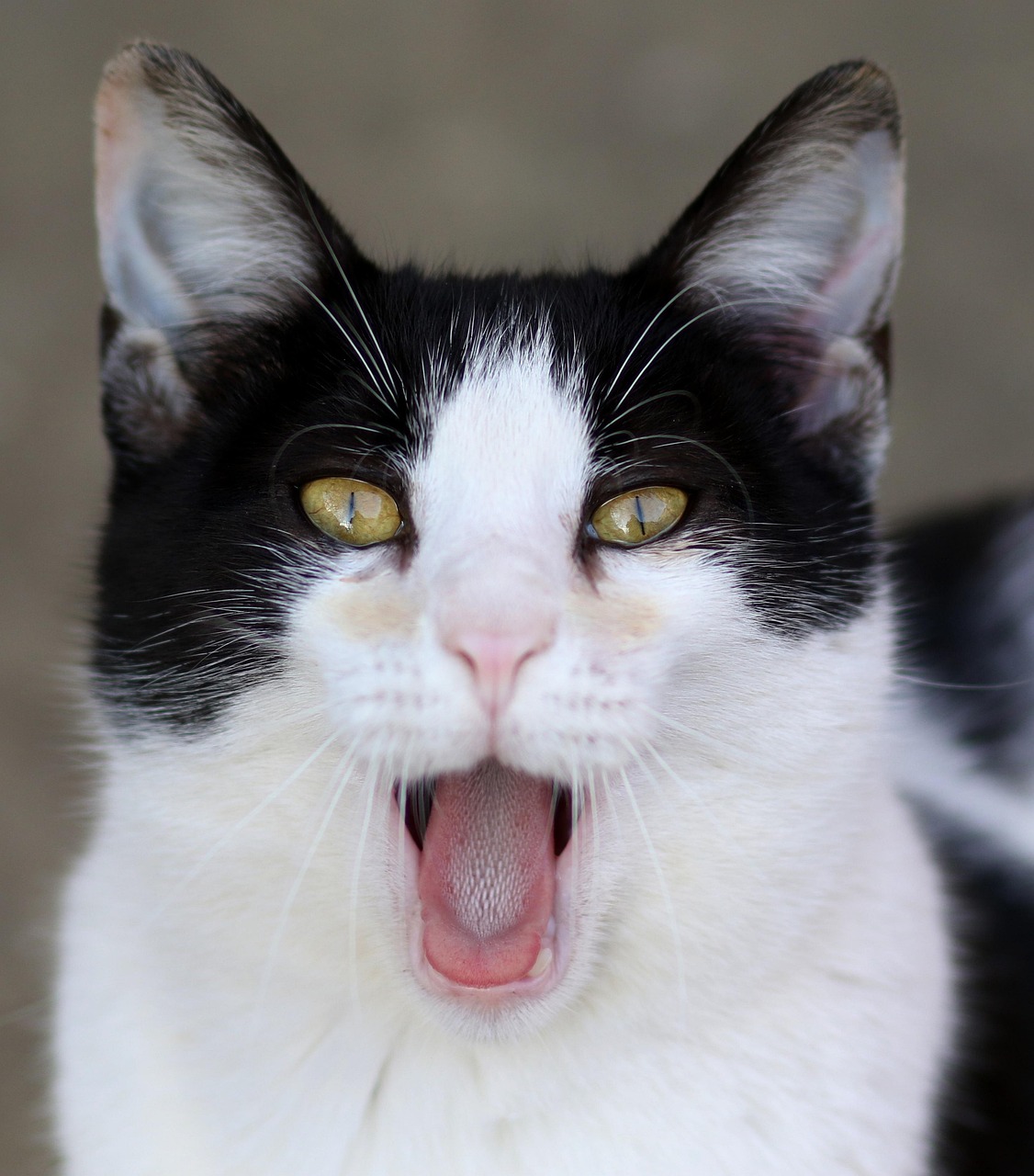 白髪染めはいつから必要になるのかを知りたい？