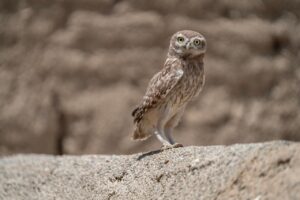 白髪染めのカラーにはどんな種類があり、違いは何ですか？