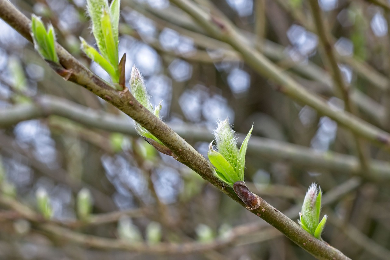 若白髪の原因は遺伝だけなのか、それとも他にも要因があるのか？