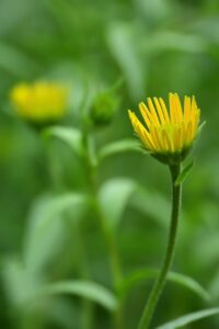 ためしてガッテンで紹介された白髪染めの安全な方法は？