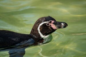 白髪ケアでハリコシを取り戻すための効果的な方法は？