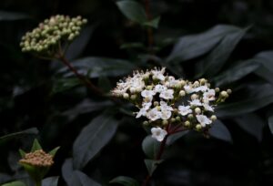 白髪が増えるのを放置するとどうなる？防ぐ方法はあるの？